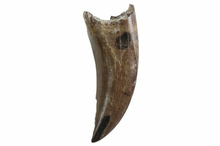 Serrated, Tyrannosaur Tooth - Judith River Formation, Montana #93733